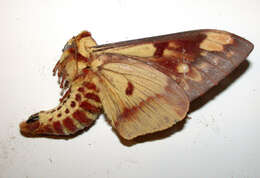 Image of Citheronia hamifera Rothschild 1907