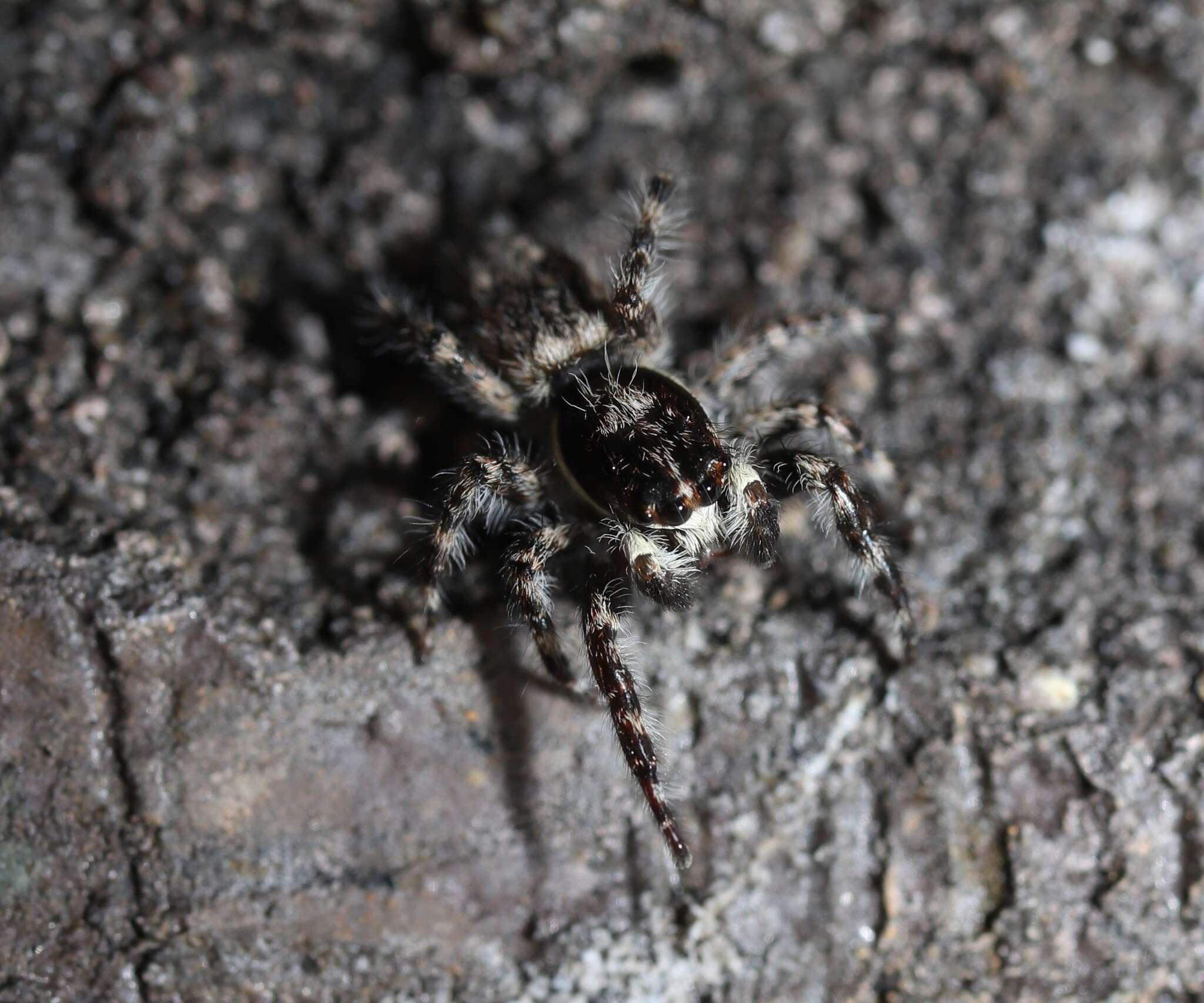 Image of Menemerus fulvus (L. Koch 1878)