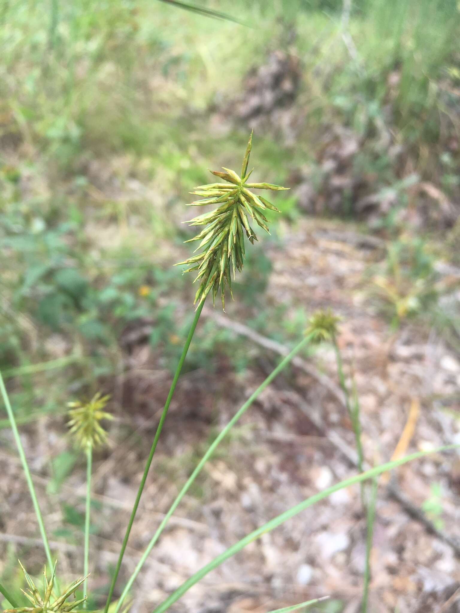 Image of Rough Flat Sedge