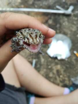 Image of Turner's thick-toed gecko