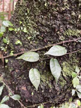 Image of Ficus sarmentosa var. henryi (King ex Oliver) Corner