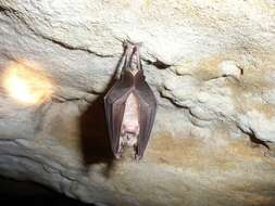 Image of Greater Horseshoe Bat