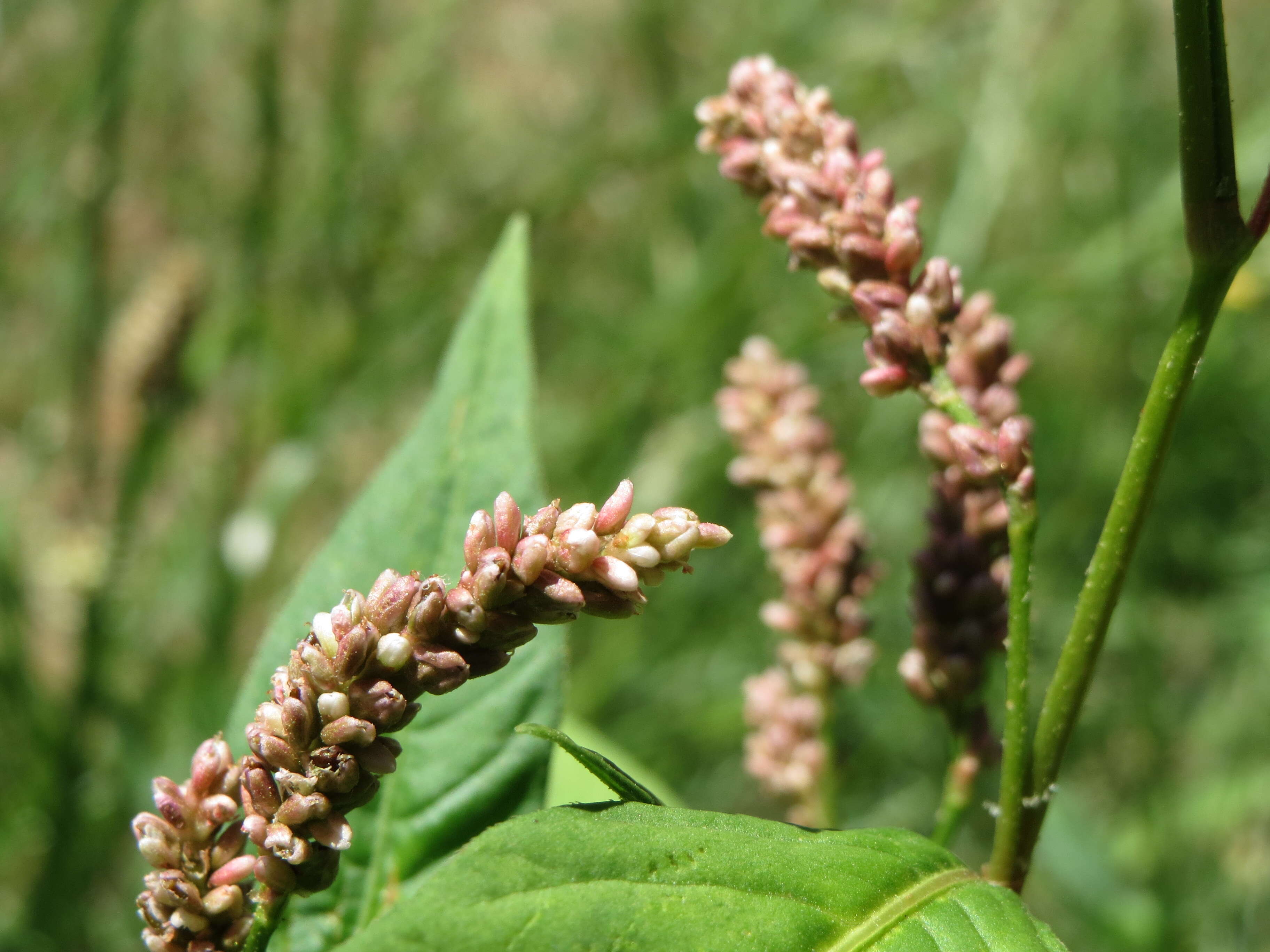 Image of Dock-Leaf Smartweed