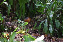 Image of Black-rumped Agouti