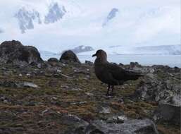 Image of South Polar Skua