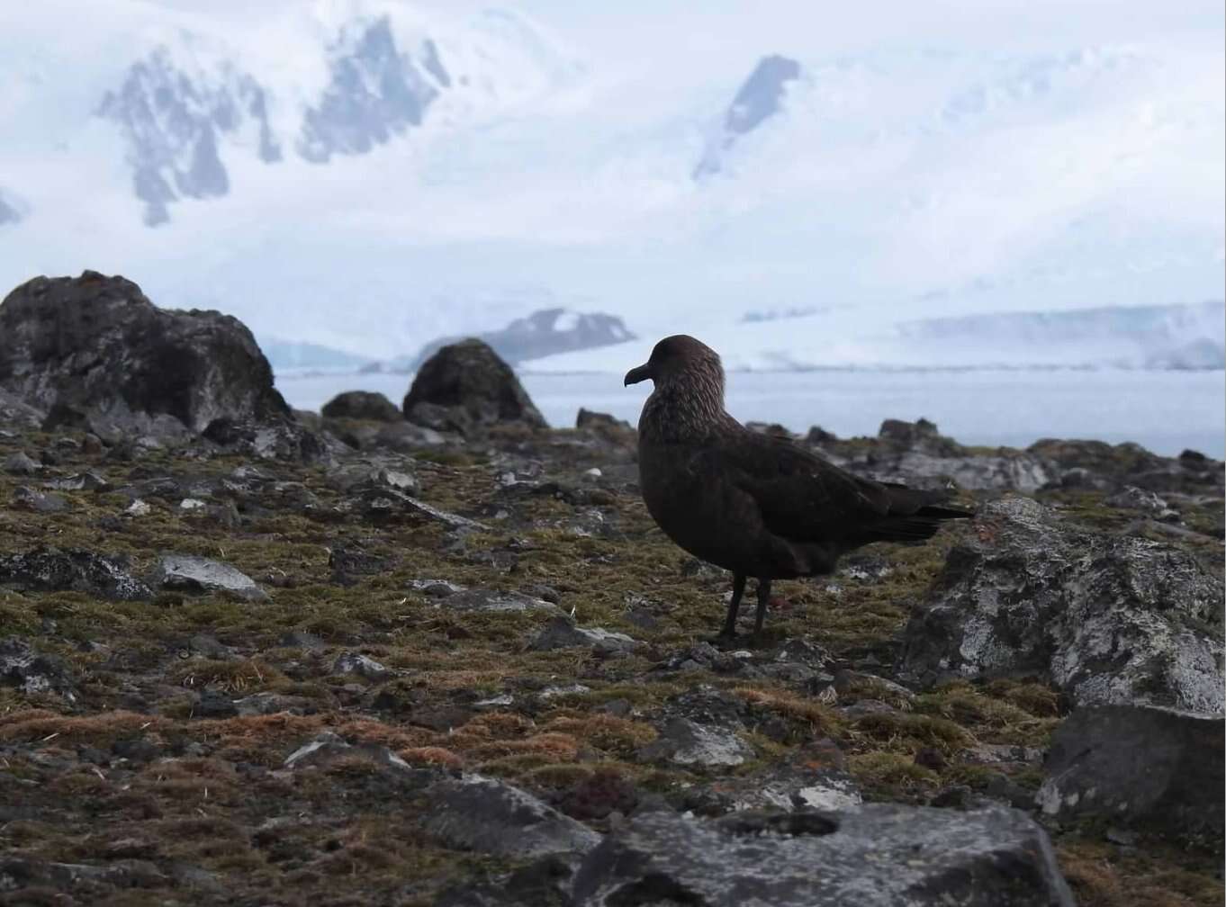 Image of South Polar Skua