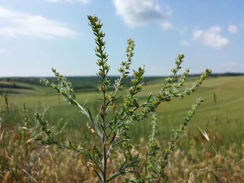 Image of European stickseed