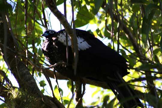 Image of Black Fronted Curassow