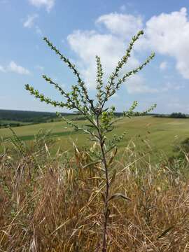 Image of European stickseed