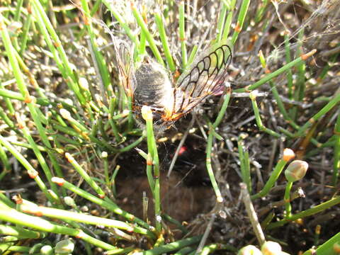 Latrodectus thoracicus Nicolet 1849的圖片