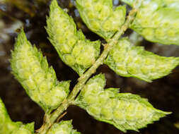 Plancia ëd Polystichum nepalense (Spreng.) C. Chr.