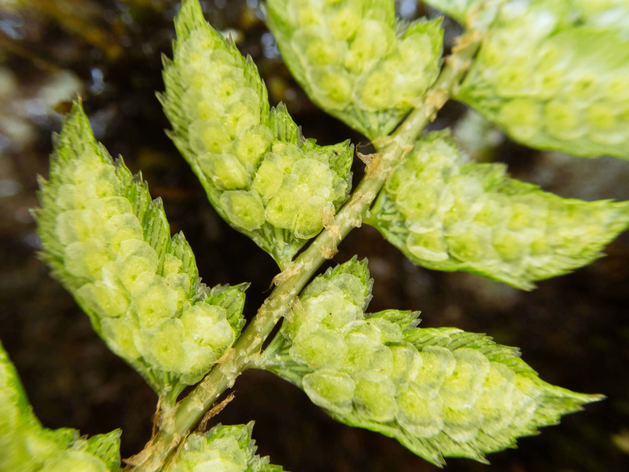 Image de Polystichum nepalense (Spreng.) C. Chr.