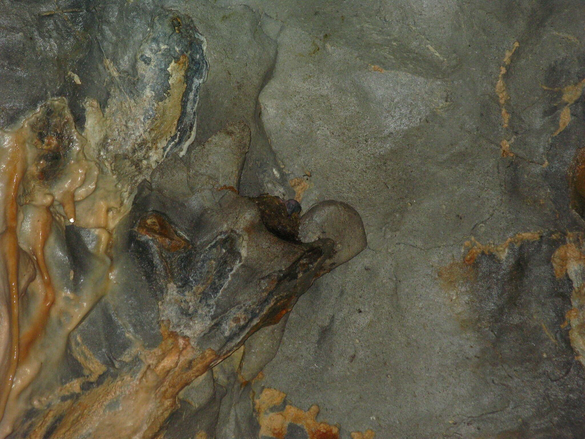 Image of Mossy-nest Swiftlet