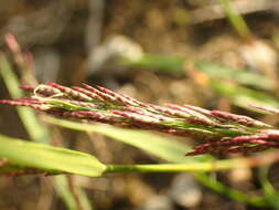 Image of Indian lovegrass