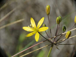 Image of common goldenstar