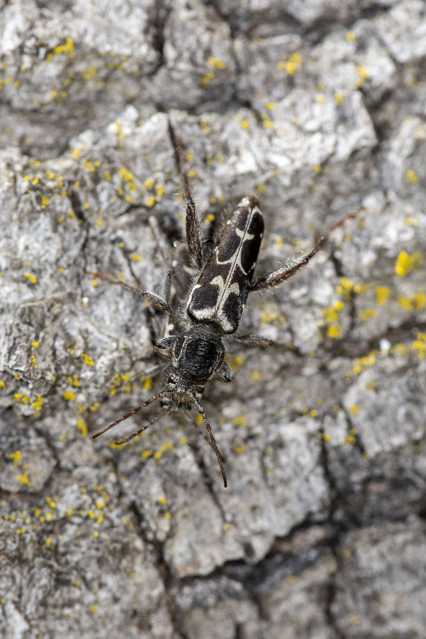 Imagem de Neoclytus conjunctus (Le Conte 1857)