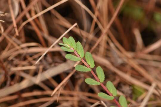 Euphorbia pergamena Small resmi