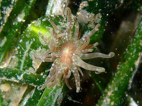 Image of grass crack anemone