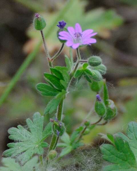 Imagem de Geranium molle L.