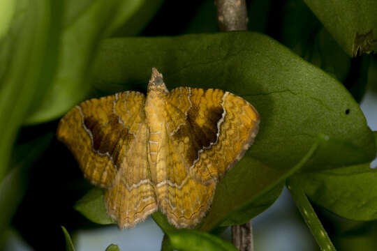 Image of Camptogramma bilineata