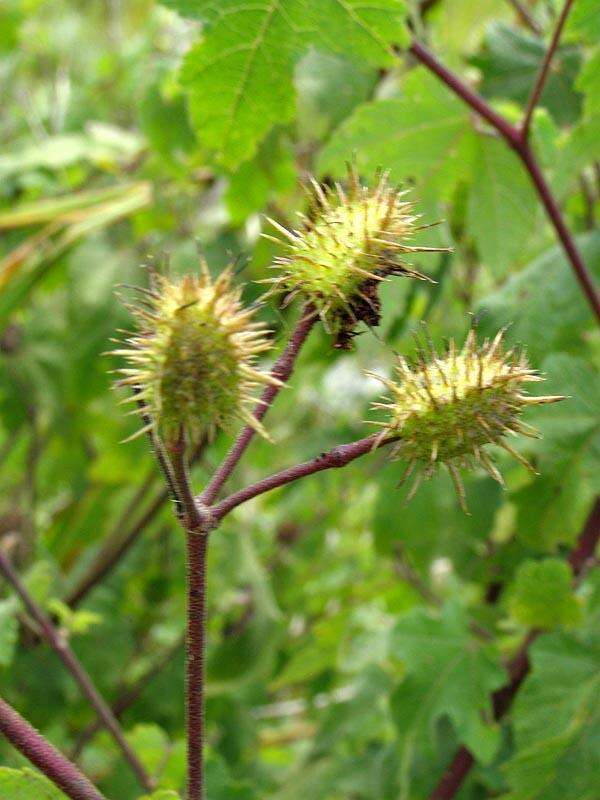 Image of <i>Sparrmannia <i>ricinocarpa</i></i> var. ricinocarpa