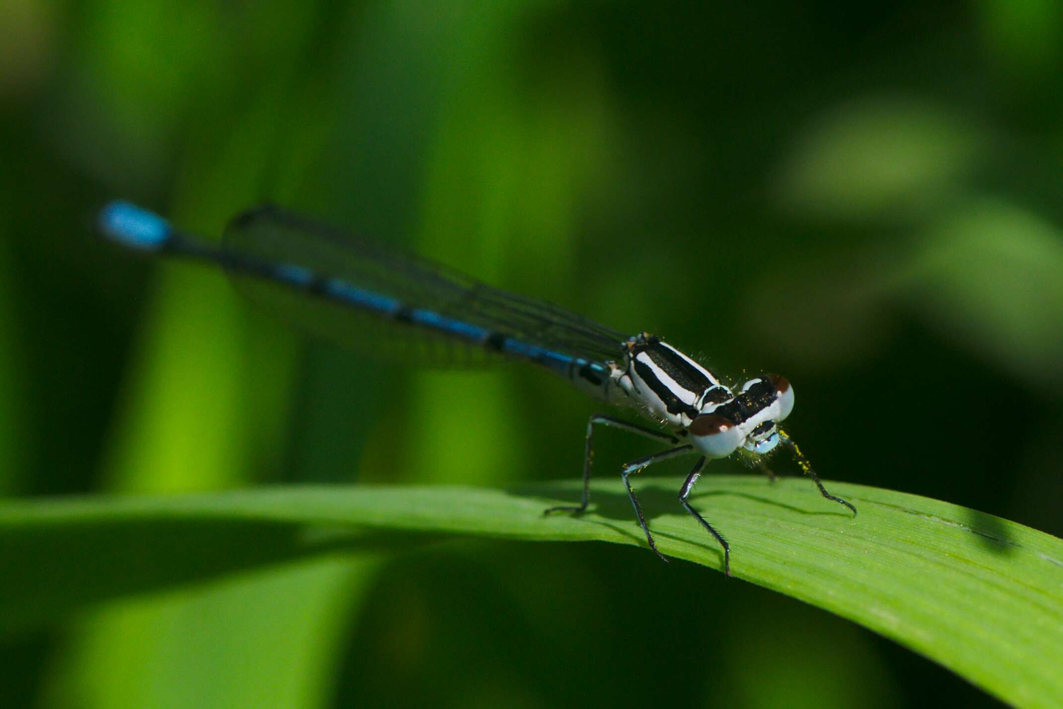 Image of Coenagrion Kirby 1890