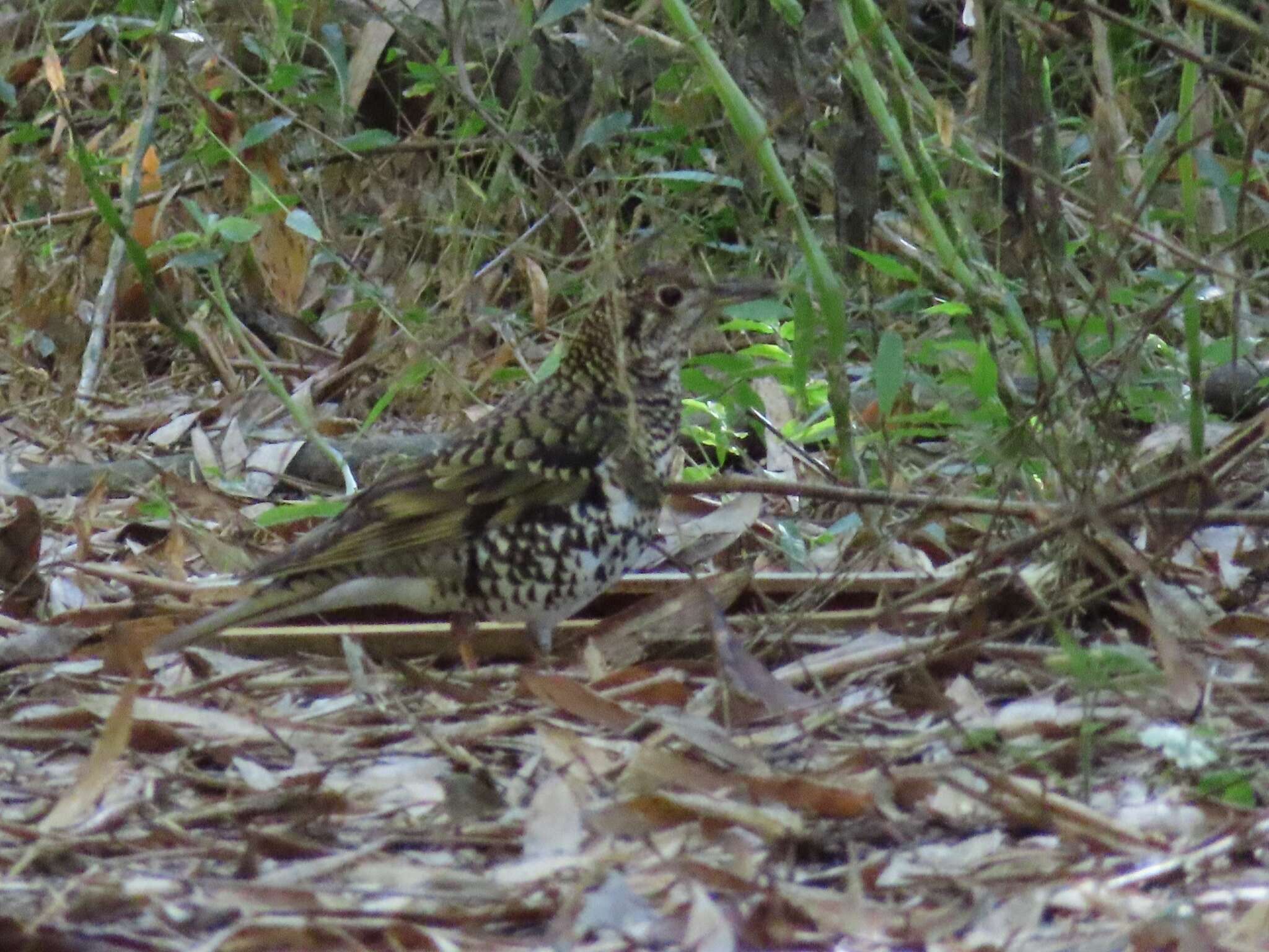 Image of White's Thrush