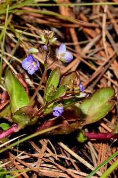 Image of American speedwell