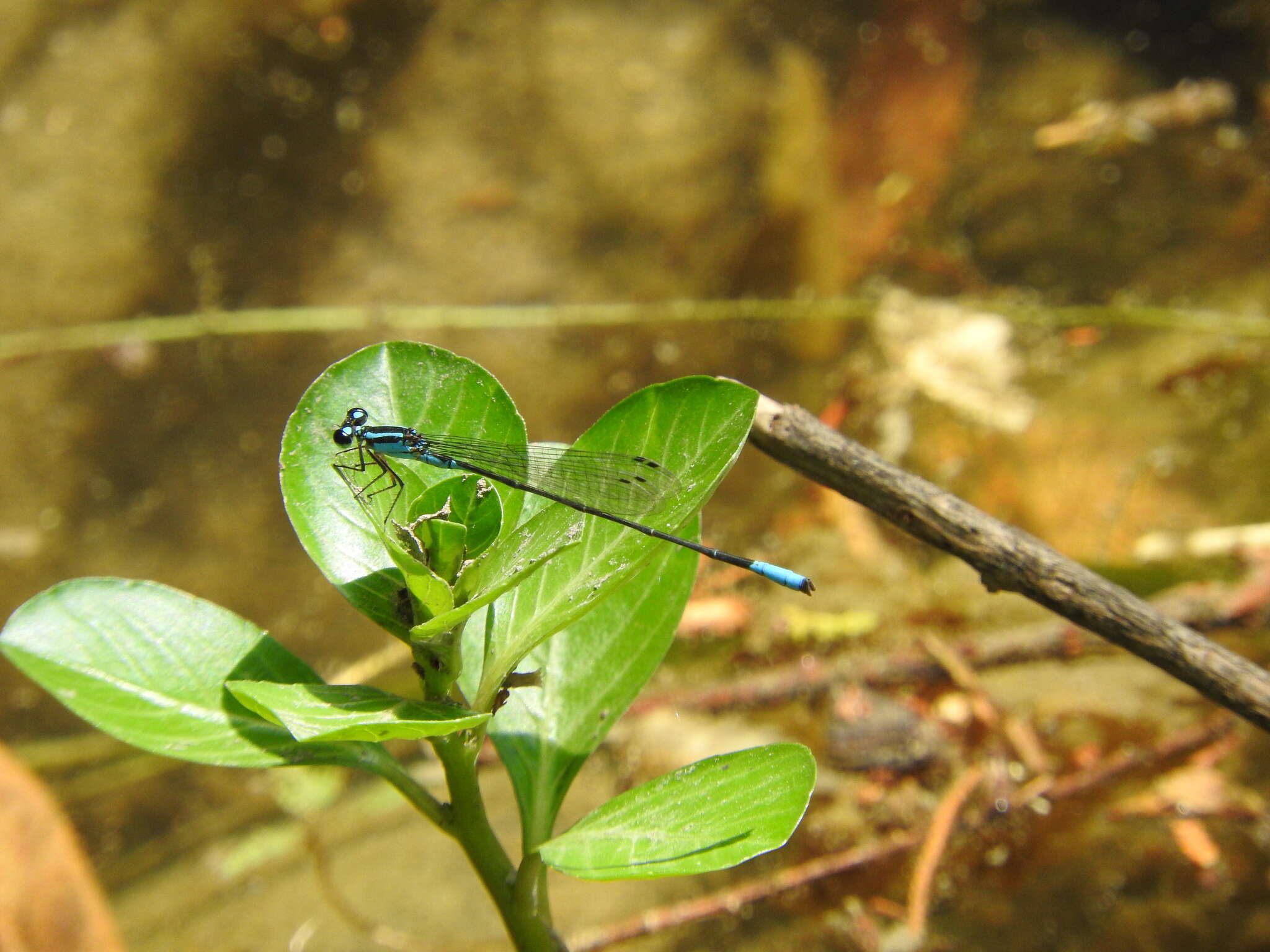 Image of Acanthagrion quadratum Selys 1876