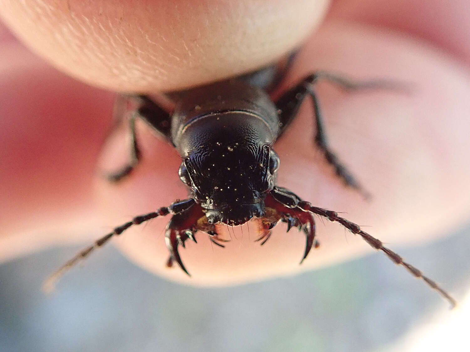 Image of Omus californicus Eschscholtz 1829