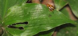 Image de Coleotrype natalensis C. B. Clarke