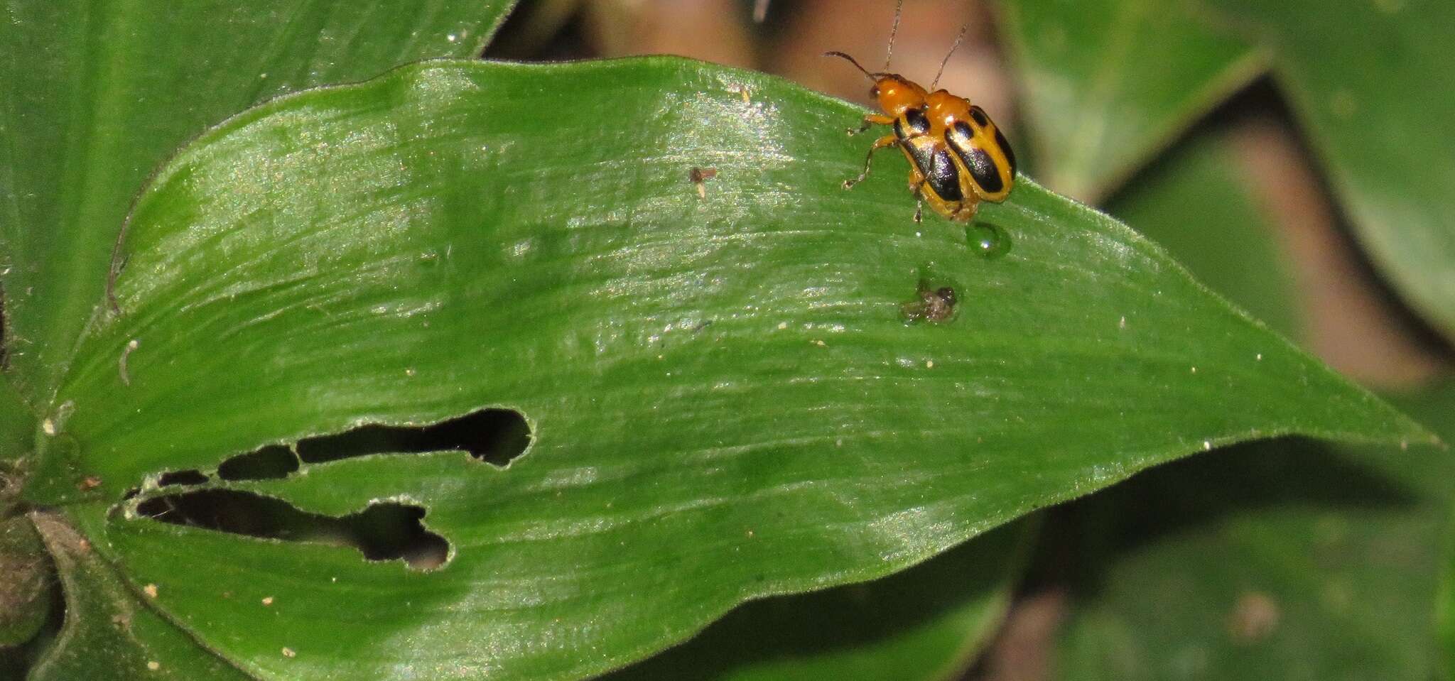 Image of Coleotrype natalensis C. B. Clarke