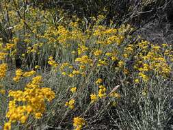 Image of Jepson's woolly sunflower