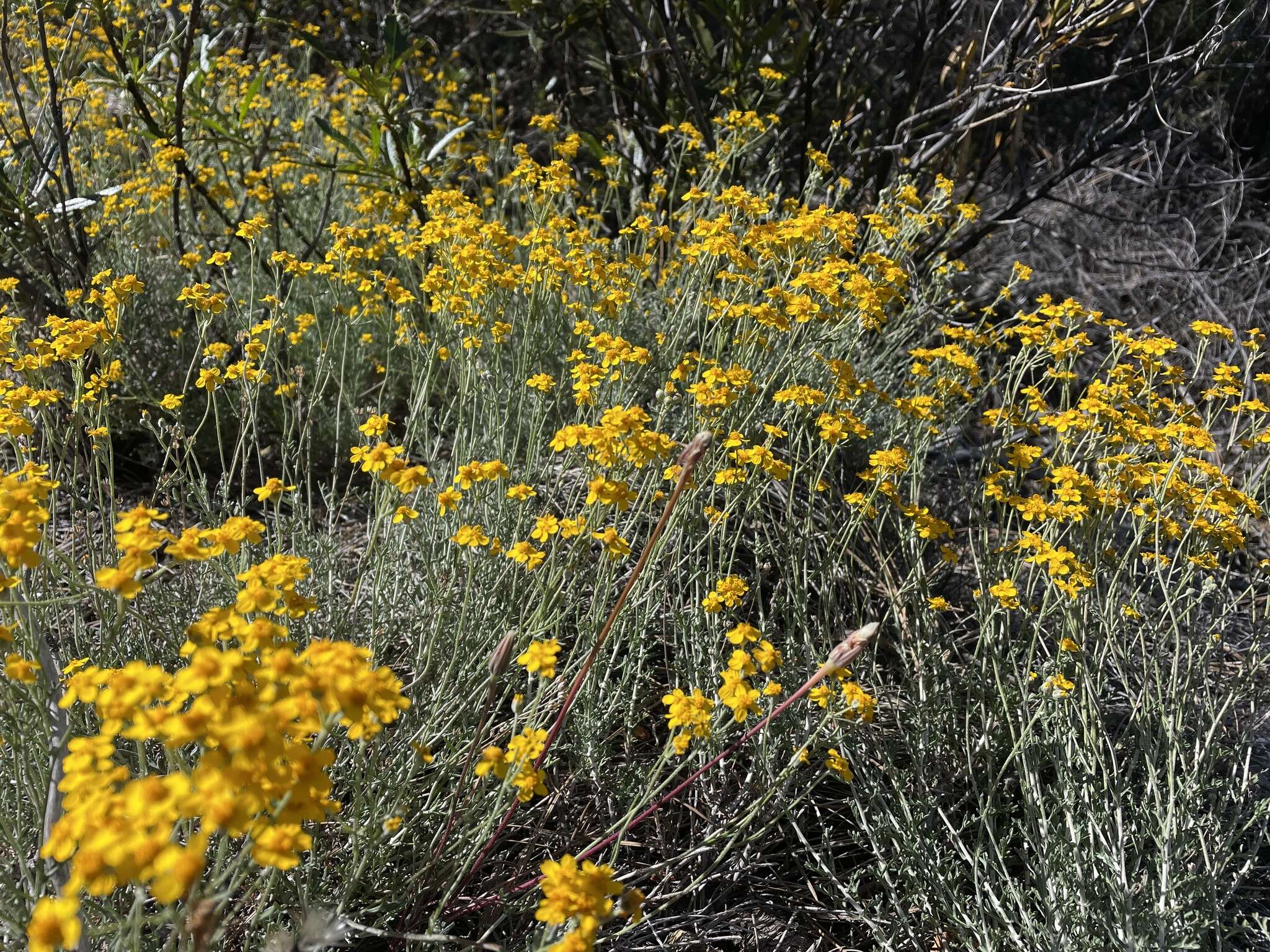 Image of Jepson's woolly sunflower