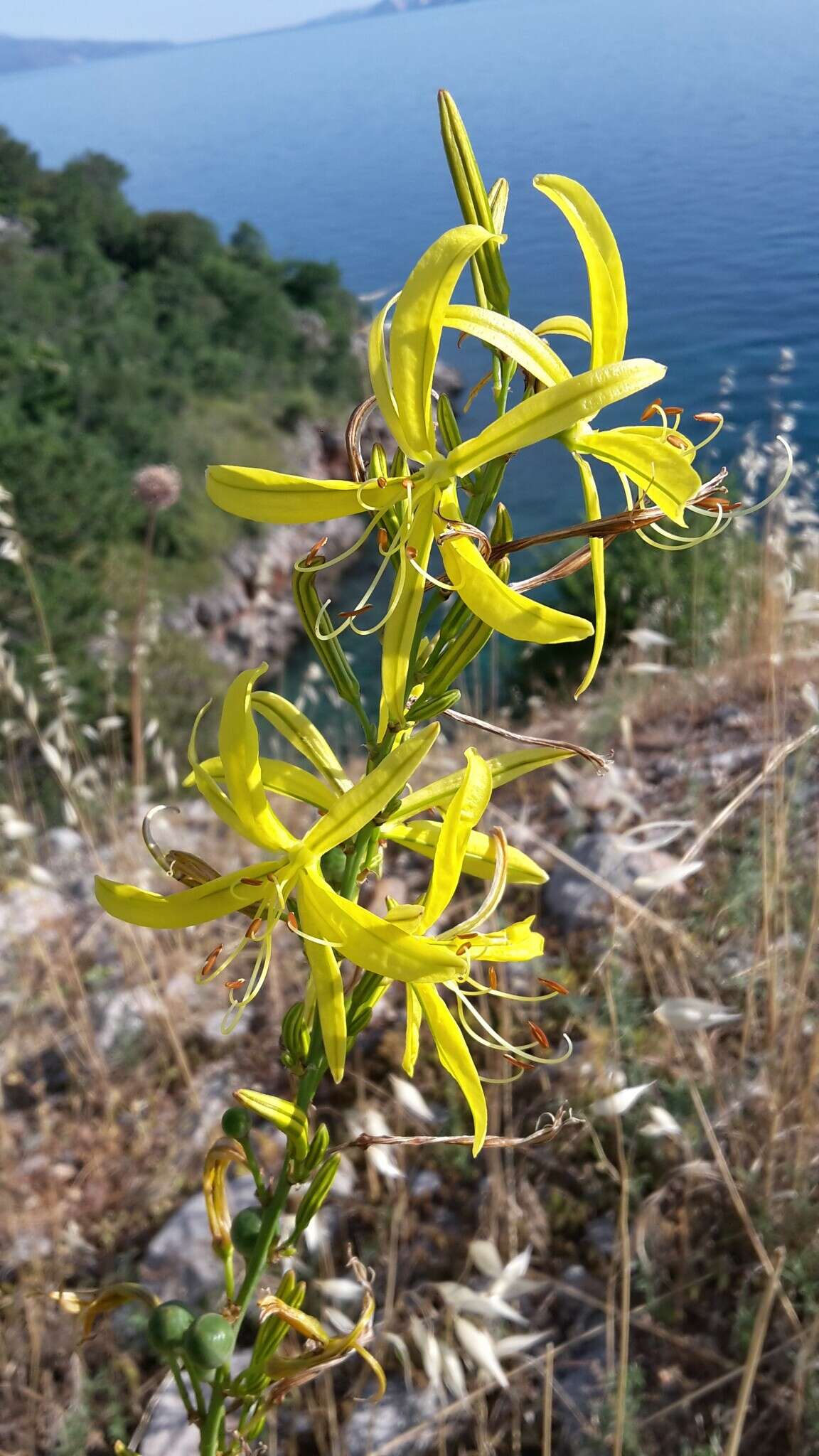 Image of Asphodeline liburnica (Scop.) Rchb.