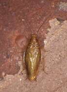 Image of Small Yellow Texas Cockroach