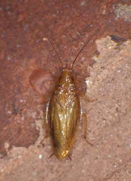 Image of Small Yellow Texas Cockroach