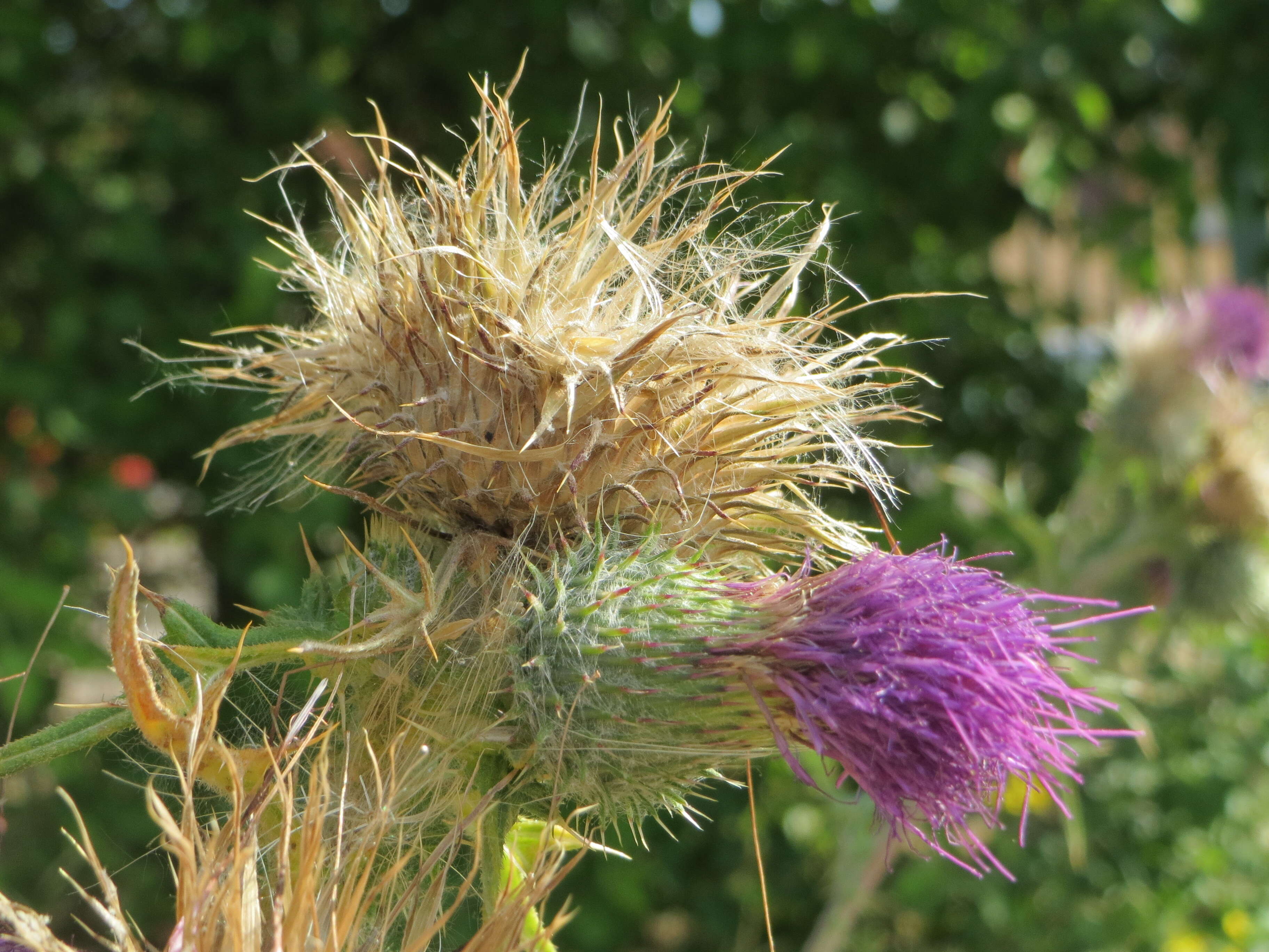 Image of Spear Thistle