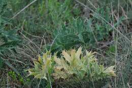 Image de chardon roulant