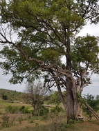 Image de Ebenier de l'Quest Africain