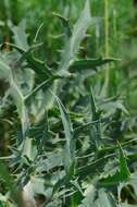 Eryngium campestre L. resmi