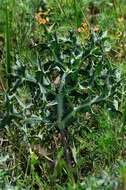 Image of field eryngo