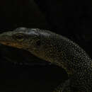 Image of Varanus rainerguentheri Ziegler, Böhme & Schmitz 2007