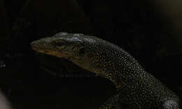 Image of Varanus rainerguentheri Ziegler, Böhme & Schmitz 2007