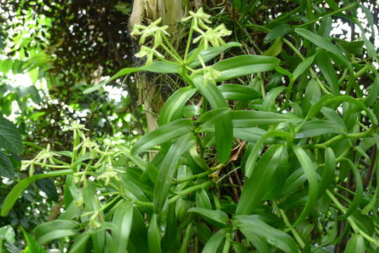 Image de Epidendrum rigidum Jacq.