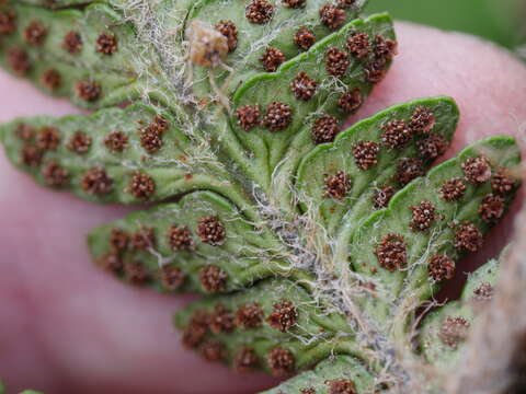 Image of Polystichum wawranum (Szyszyl.) Perrie