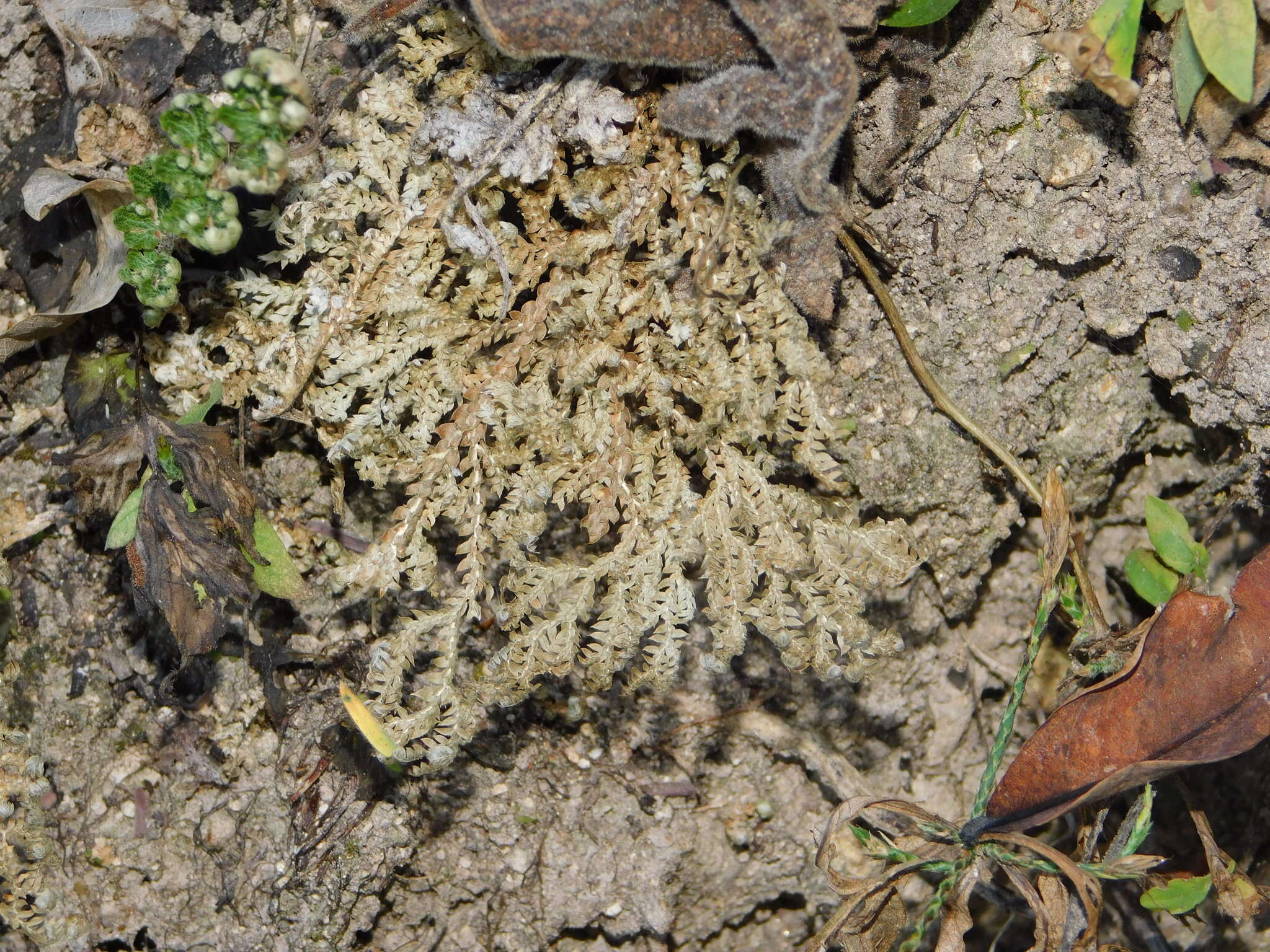 Image of Selaginella pallescens (C. Presl) Spring