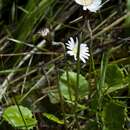 Image of Gerbera parva N. E. Br.