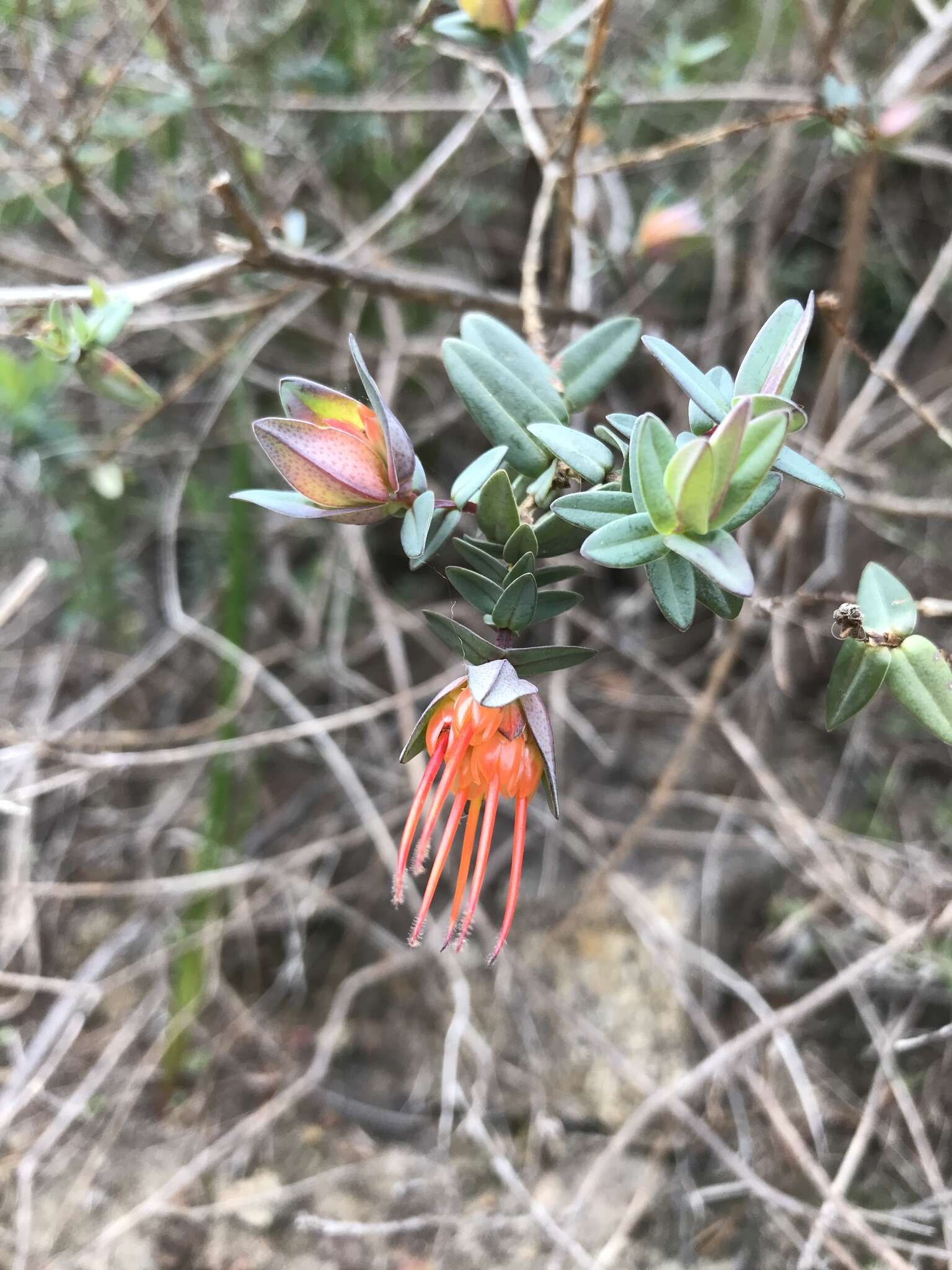 Image of Darwinia citriodora (Endl.) Benth.