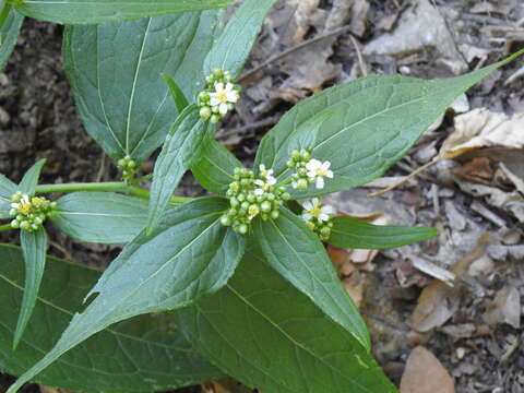 Image of Alloispermum integrifolium (DC.) H. Rob.